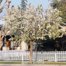 Great Design Plant: Evergreen Pear