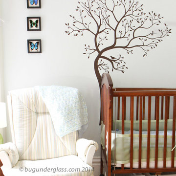 Framed Butterfly Displays
