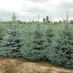 Evergreen Trees - Spurce Trees - Products