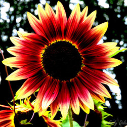 Burnt Summer - Photographs