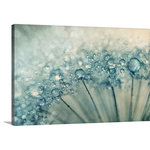 Great BIG Canvas - "Drops and Sparkles" Wrapped Canvas Art Print, 18"x12"x1.5" - Gallery-Wrapped Canvas entitled 'Drops and Sparkles'.  Dandelion seed with water drops.  Multiple sizes available.  Primary colors within this image include: Black, Gray.  Made in USA.  Satisfaction guaranteed.  Archival-quality UV-resistant inks.  Museum-quality, artist-grade canvas mounted on sturdy wooden stretcher bars 1.5" thick.  Comes ready to hang.  Canvas is acid-free and 20 millimeters thick.