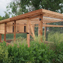 Chicken Coop
