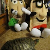 Little Timmy Turtle Ruppert's photo
