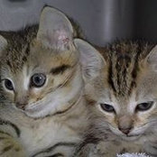 Dani Soban's photo