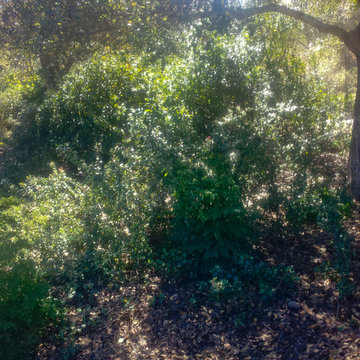 Country House, West Marin Native Plant Garden