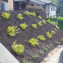 Landscaping Hillside Full Sun Evergreen
