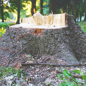 Stump Grinding