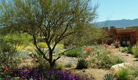 Xeriscape
