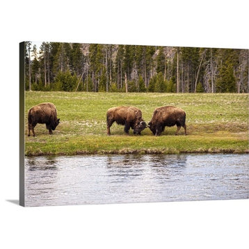 "Bison at Water" Wrapped Canvas Art Print, 30"x20"x1.5"