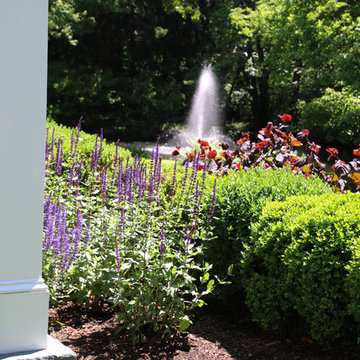 Boxwood and annual salvia