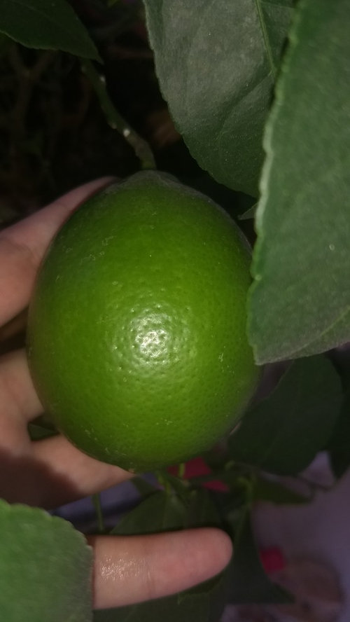 Unripe Lemon or Lime?