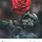 Lindsay Borowik's photo