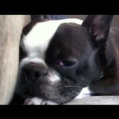 Bruno Rodrigo Rossi's photo