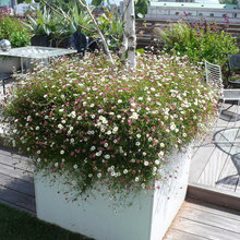 Planting Ideas
