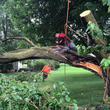Precision Tree Trimming & Removal