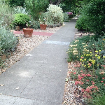 Cacti & Succulent Collector's Garden