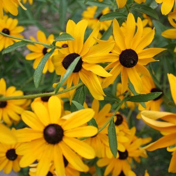 Formal & Informal Native Plantings