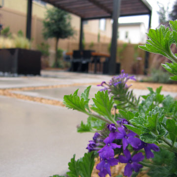 San Juan Capistrano Contemporary Woodland