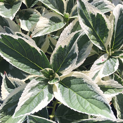 Current Featured Plants - Products