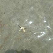 Cindy Pace's photo