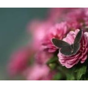Chris Jacobs's photo