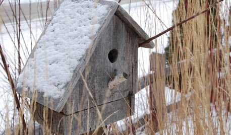 Conseils de pro pour abriter les oiseaux pendant l’hiver