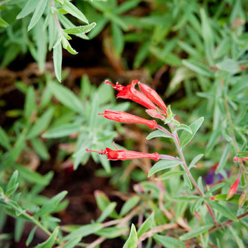 Hoary Fuchsia