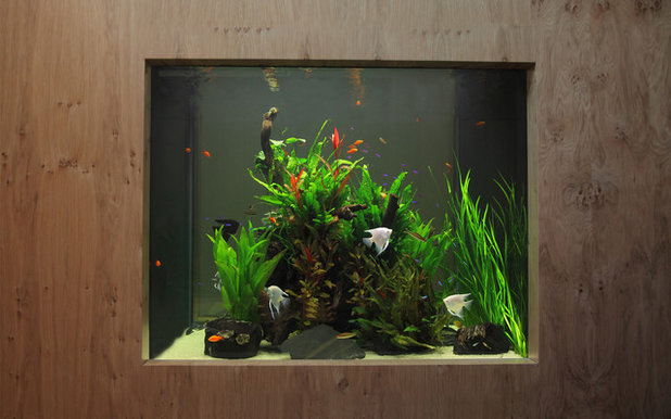Современный Товары для рыб by Aquarium Architecture