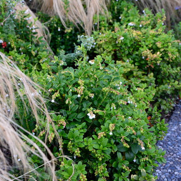 Kitsilano Front Garden