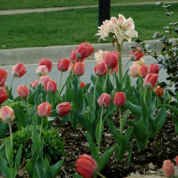 Project Spring Surprise