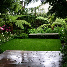 Australian tree fern