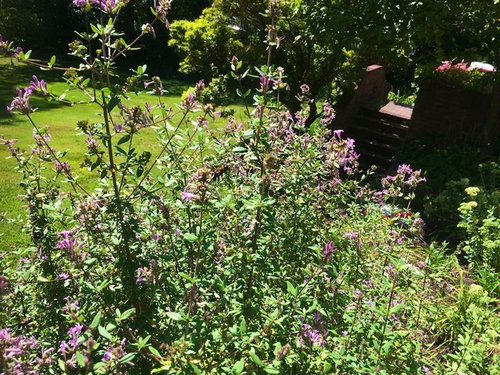 Twiggy Bush With Tiny Purple Flowers