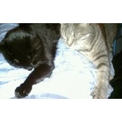 Suzanne Hornung Muente's photo