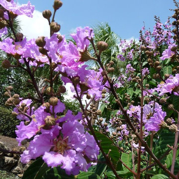 Flowering Trees