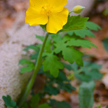 Stylophorum Diphyllum