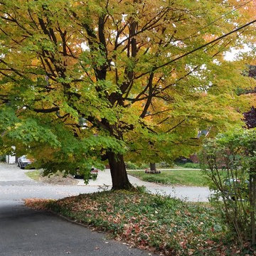 Tree Trimming & Removal