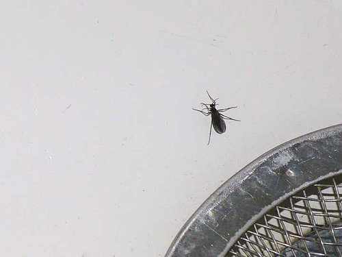 Little Black Flying And Walking Insects In My Bathroom - Why Do I Have Little Black Bugs In My Bathroom Sink