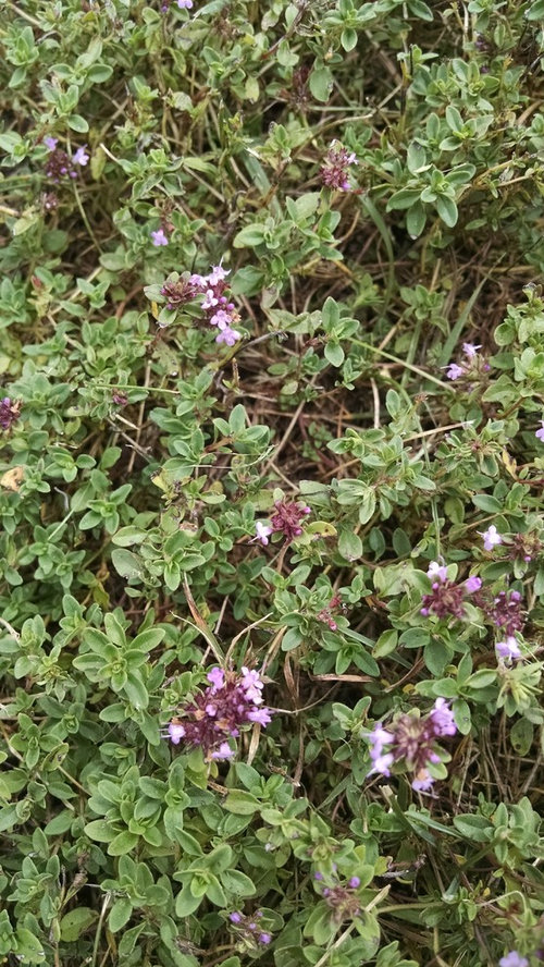 Smells like oregano or marjoram