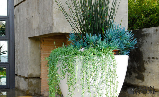  Cascading  Succulents Bring Fun Shapes to Your Indoor  Garden