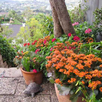 Patio Landscape