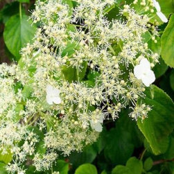 OnlinePlantCenter 3-Gallon Trellised Climbing Hydrangea Vine - Plants