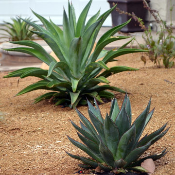 Sustainable Garden