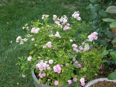 Ralph Moore Roses Ralph Moore
