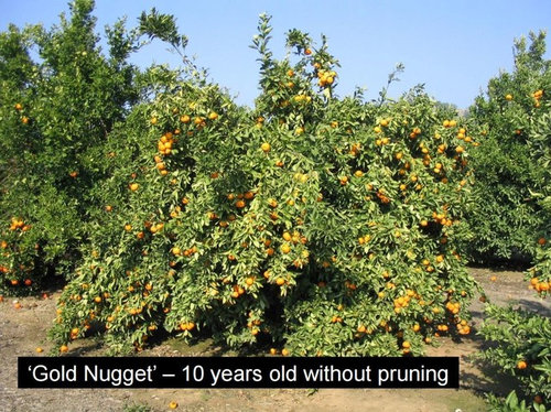 How To Prune A Gold Nugget Tree It Is Known That Gold Nugget Very Productive And Like Most Mandarins Alternating So Important A Good Pruning