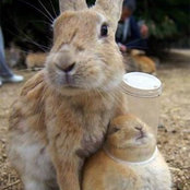 Foto von Verushka Gray