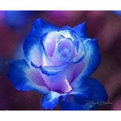 Helen Breedon's photo