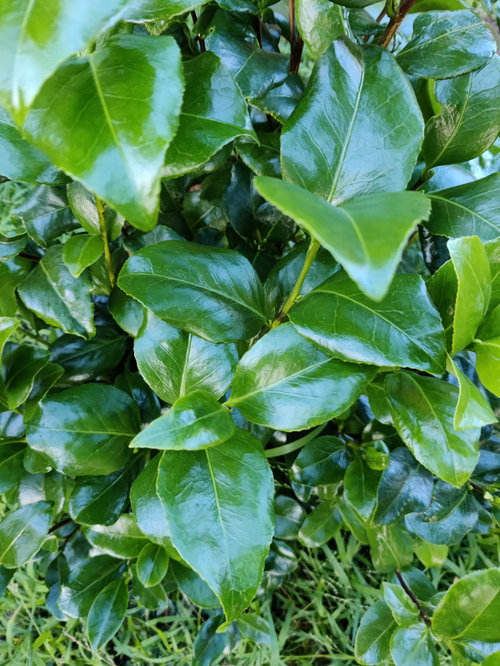 Is this a camellia? Looking to move it