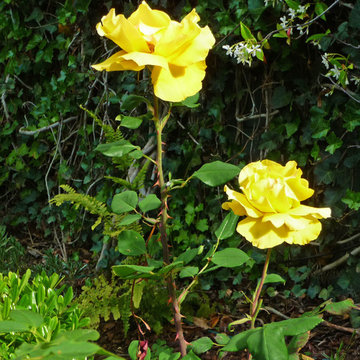 Aromatic Moon Garden