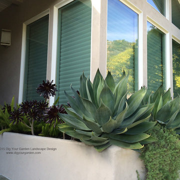 Modern Landscape with Architectural Plants and Succulents - Greenbrae, CA