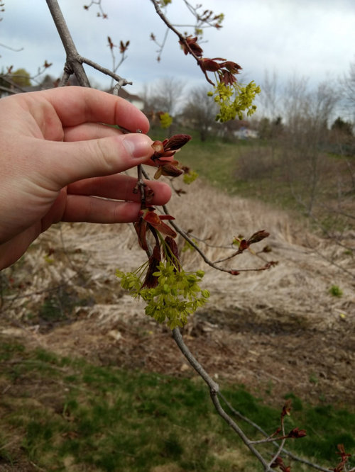 Help! Are my maple trees dying?